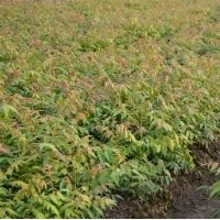 2014年欒樹價格_欒樹行情發(fā)展分析