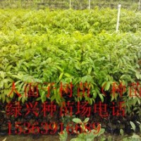 鐵冬青苗（白銀苗、熊膽樹、萬紫千紅、龍膽樹苗）