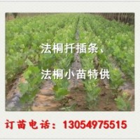 江蘇南京22公分造型法桐最新技術(shù)培訓(xùn)