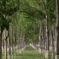 德州榮盛供應(yīng)優(yōu)質(zhì)107速生楊小苗