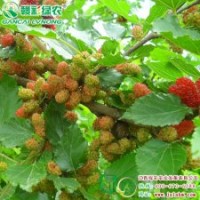 臺(tái)灣四季大果桑 臺(tái)灣四季大果桑報(bào)價(jià) 臺(tái)灣四季大果桑供應(yīng)批發(fā)