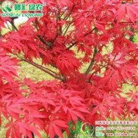 中國紅楓 優(yōu)質(zhì)紅楓小苗供應(yīng)批發(fā)零售|江西綠農(nóng)發(fā)展有限公司