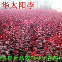 太陽(yáng)李小苗