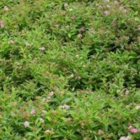 濰坊繡線菊供應(yīng)商|山東扶芳藤生產(chǎn)基地