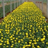 青州松果菊批發(fā)價(jià)格|山東假龍頭供應(yīng)商