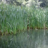 青州蘆葦草供應(yīng)商|山東狼尾草批發(fā)