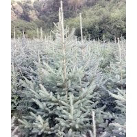 出售各規(guī)格云杉 、河北楊