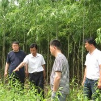 山東柳樹(shù)專賣-9901柳。渤海一號(hào)垂柳、6號(hào)柳、冬彩柳、鹽柳