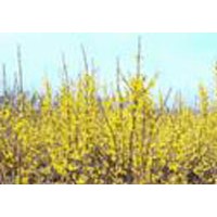 華北連翹 東北連翹 金鐘連翹