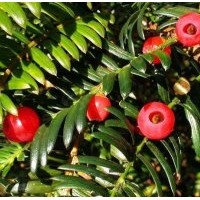 濕地松馬尾松榿木木荷楓香杜英香樟青楓紅楓深山含笑池杉桂花羅漢