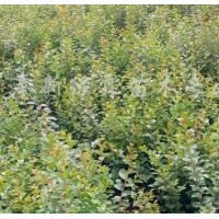 1米高八月桂，1米高雞爪槭，1米高紫薇，1米高紅豆杉