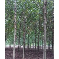 法桐扦插條!速生法桐!法桐小苗!全冠法桐!帶帽法桐!法國(guó)梧桐!法桐