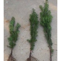 曼地亞紅豆杉樹苗價格_樹苗高30公分