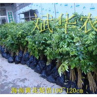 大量供應海南黃花梨、土沉香苗木