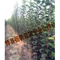 供應(yīng)西府海棠苗-西府海棠苗供應(yīng)商-西府海棠小苗價格