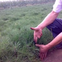 供應白皮松20-30公分營養(yǎng)杯白皮松40-50公分白皮松價格