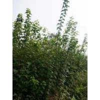 對節(jié)白蠟,石楠，雞公，紫薇樹苗