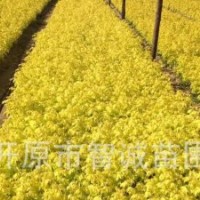大量供應(yīng)金葉復(fù)葉槭小苗