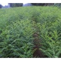 長期供應(yīng)國槐小苗 規(guī)格齊全 量大優(yōu)惠