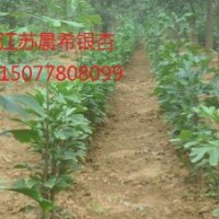 1公分銀杏樹(shù)價(jià)格