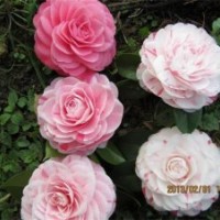 泉州茶花，泉州苗圃基地，供應(yīng)泉州五彩茶花