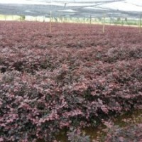 低價(jià)供應(yīng)紅花繼木