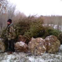 苗木針葉,闊葉,灌木