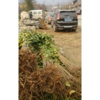 雙一櫻花-櫻桃-優(yōu)價(jià)櫻花-大量櫻花--櫻桃