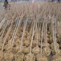 山東櫻花苗基地