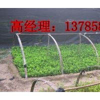 河北深州供應春季扦插衛(wèi)矛小苗