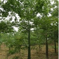 供應(yīng)木棉10-30，3年緬甸柚木