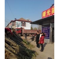 低價(jià)供應(yīng)速生園蠟2號(hào)白蠟苗