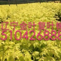 紅葉復(fù)葉槭，金葉復(fù)葉槭，復(fù)葉槭