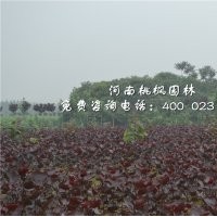 全紅楊優(yōu)質(zhì)河南桃楓園林全紅楊