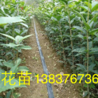 1公分八月桂花苗，2公分八月桂價格，10公分潢川金桂批發(fā)