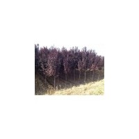 2014年銀杏樹價格表_園林綠化苗木價格-山東泰和苗圃