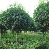 桂花樹：各種金桂正在低價熱銷中，價格面議。