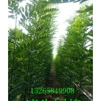 毛白楊種苗【魯】國槐苗 速生國槐苗 白蠟苗 北欒苗