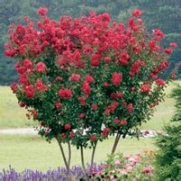 美國紫薇小苗正在火熱銷售中，詳電詢。