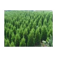 塔柏基地提供河南檜北京檜各種蜀檜規(guī)格齊全