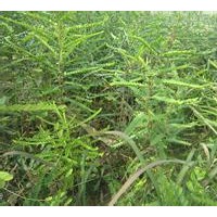 皂角基地皂角規(guī)格齊全皂角籽供應(yīng)