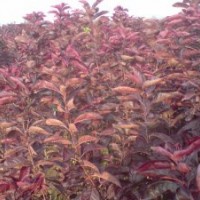 山西紅葉李 紅葉李苗價格 供應(yīng)優(yōu)質(zhì)紅葉李