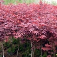 專供綠化工程苗量大常年送貨上門