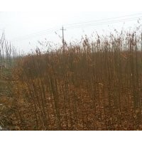 大量供應(yīng)紫薇、郁杏子等苗木