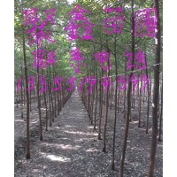 出售3-4-5速生國(guó)槐，速生白蠟