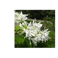 2-10公分流蘇大苗，流蘇當(dāng)年苗，流蘇種子