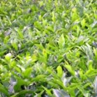 長(zhǎng)期供應(yīng)山楂苗大量 批發(fā)2——25公分山楂樹苗質(zhì)優(yōu)價(jià)廉占地苗