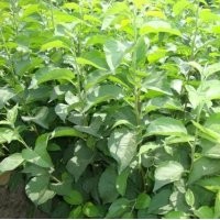 山東廠(chǎng)家直銷(xiāo)蘋(píng)果苗 批量供應(yīng)當(dāng)年結(jié)果蘋(píng)果苗 蘋(píng)果小苗 量大優(yōu)惠