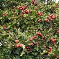 山楂苗價格 供應批發(fā)山東泰安的大金星大五棱敞口錦球山楂樹苗