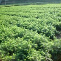 供應(yīng)白皮松，油松，華山松，雪松等